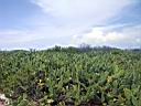 Cactus Dry Tortugas.JPG