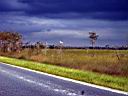 Egret and Storm.JPG