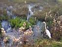 Great white egret.JPG